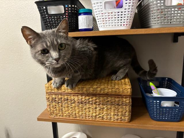 Katsu, Adult Female Domestic Short Hair