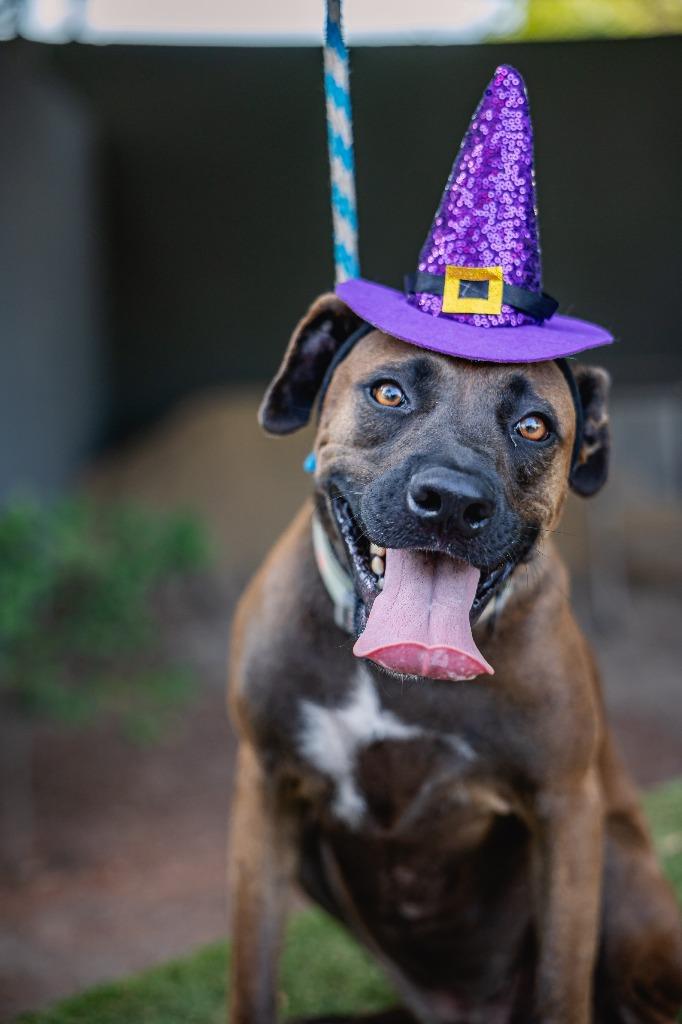 Enlarge Fiona, a Adoptable mixed breed in Anacortes, WA image 1/6