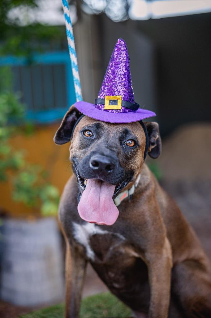 Enlarge Fiona, a Adoptable mixed breed in Anacortes, WA image 2/6