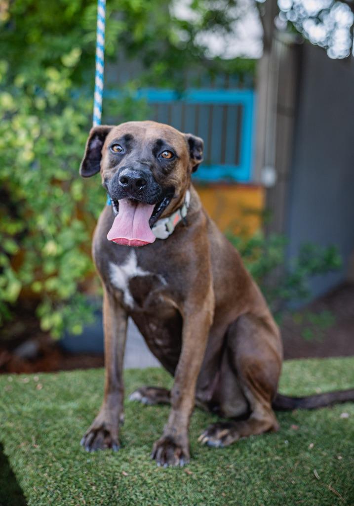 Enlarge Fiona, a Adoptable mixed breed in Anacortes, WA image 3/6