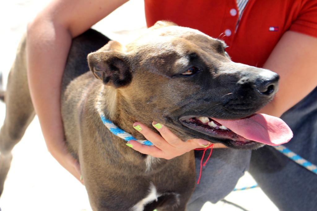 Enlarge Fiona, a Adoptable mixed breed in Anacortes, WA image 4/6