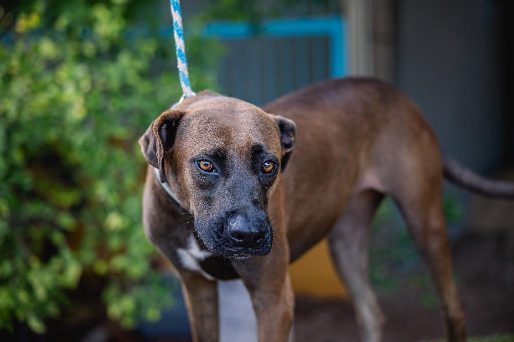 Enlarge Fiona, a Adoptable mixed breed in Anacortes, WA image 5/6