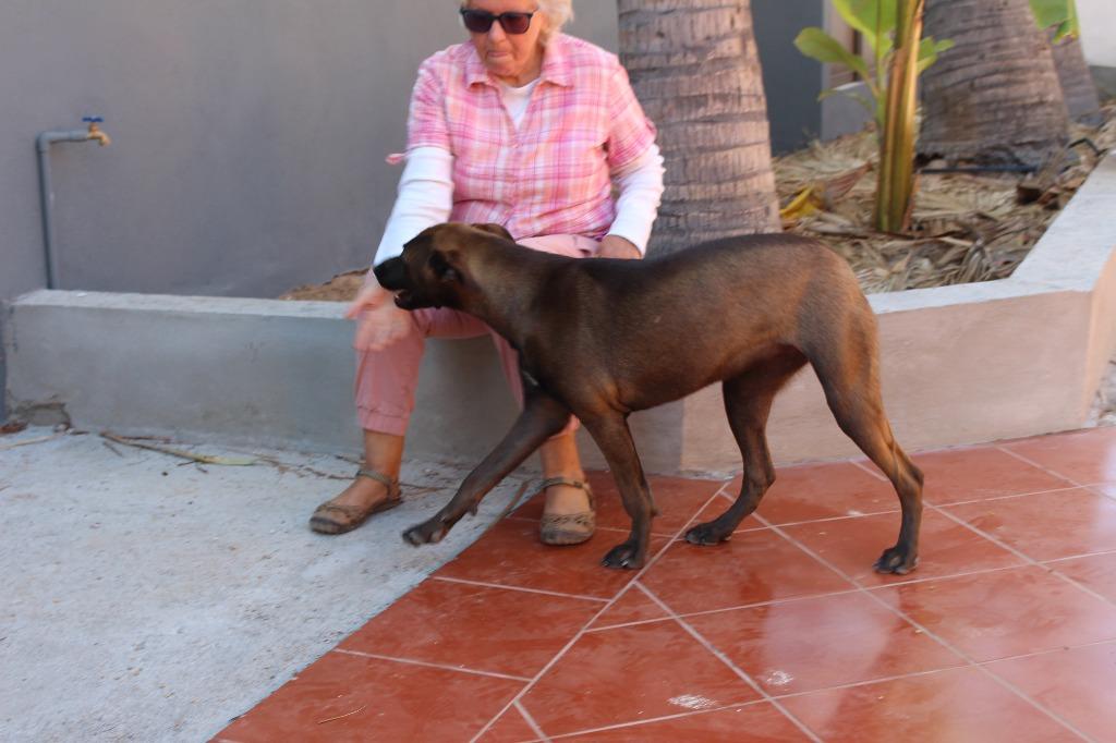 Enlarge Fiona, a Adoptable mixed breed in Anacortes, WA image 6/6