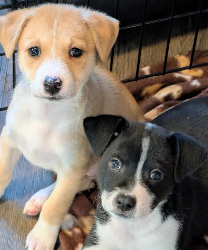 Enlarge Daisy, a Adoptable mixed breed in Rochester, MN image 2/5