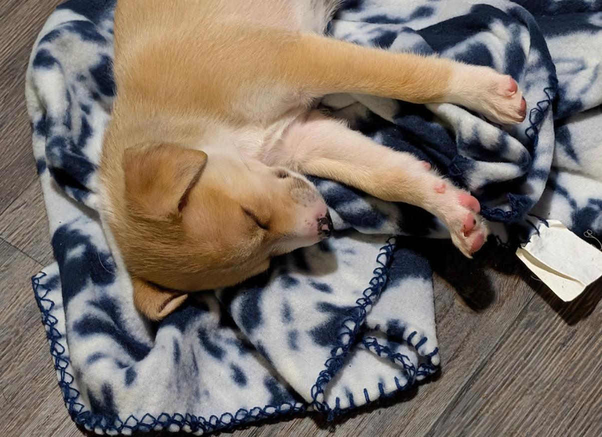 Enlarge Daisy, a Adoptable mixed breed in Rochester, MN image 3/5