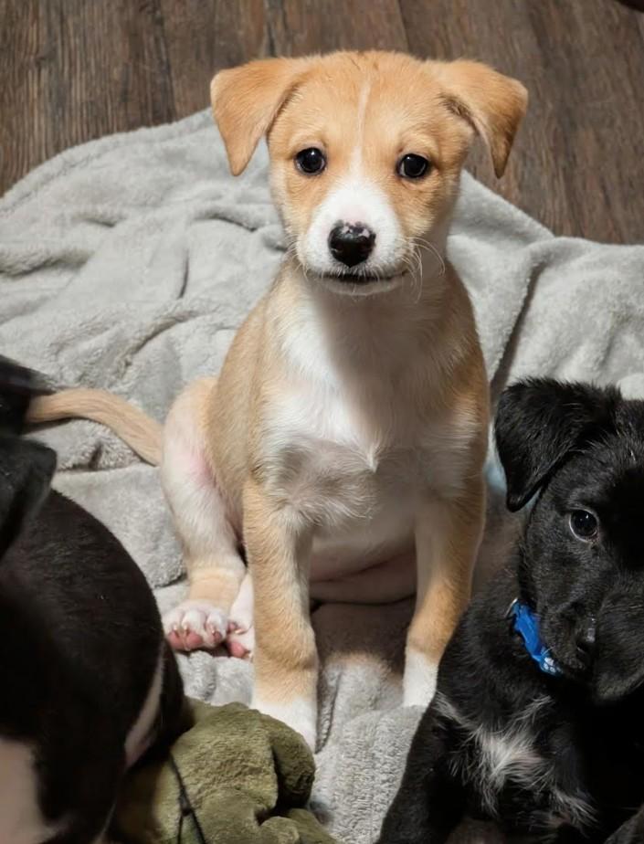 Enlarge Daisy, a Adoptable mixed breed in Rochester, MN image 1/5