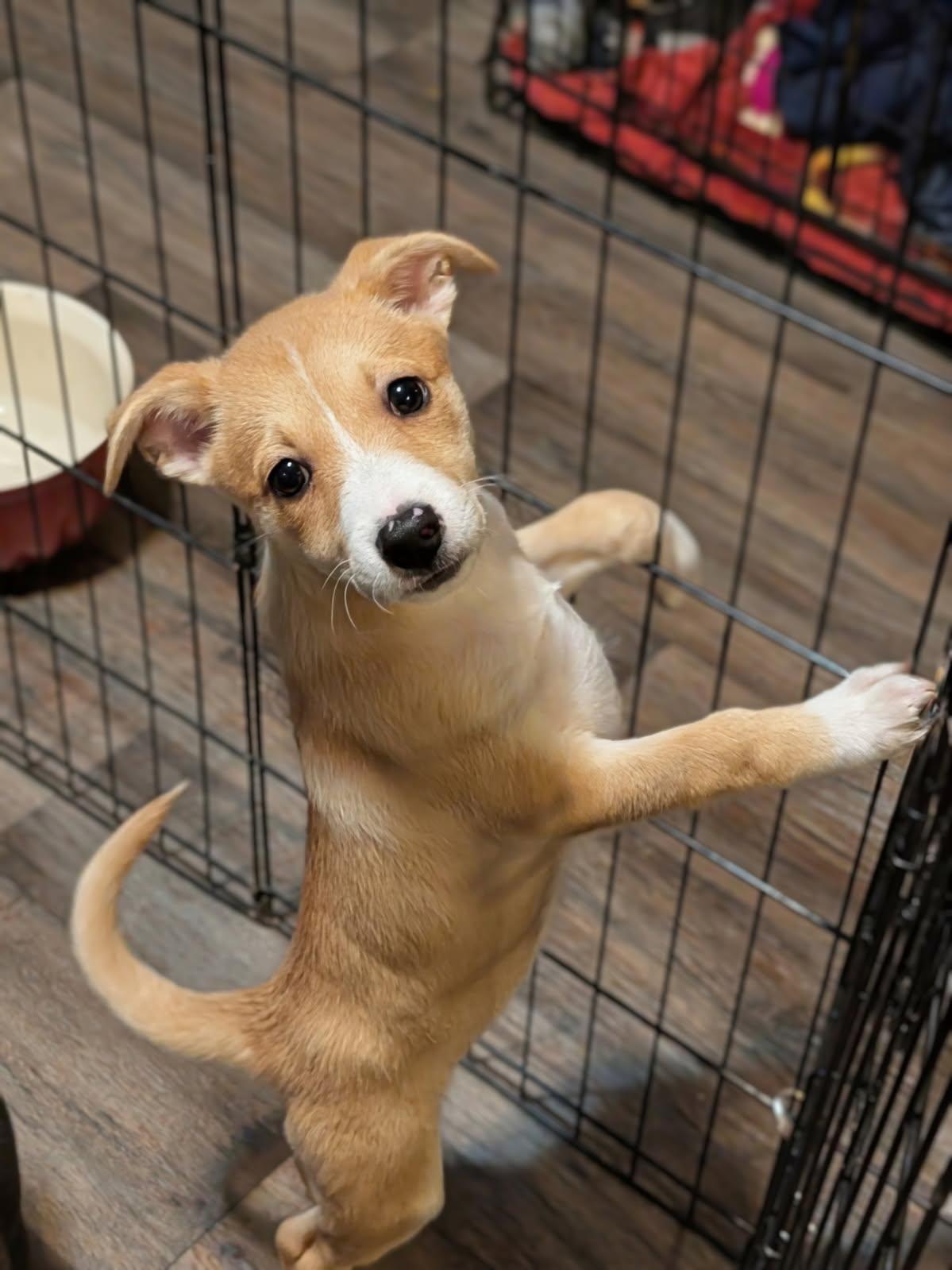 Daisy, adopted, Puppy Female Mixed Breed & Chihuahua.