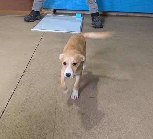 Daisy, a Adoptable mixed breed in Rochester, MN image 1/6