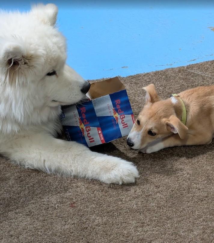 Daisy, a Adoptable mixed breed in Rochester, MN image 2/6