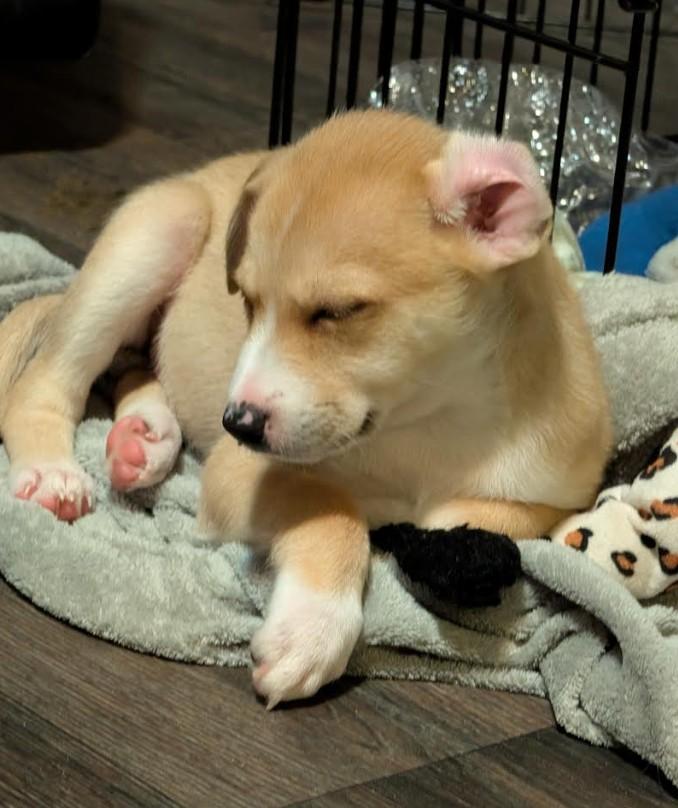 Enlarge Daisy, a Adoptable mixed breed in Rochester, MN image 4/5