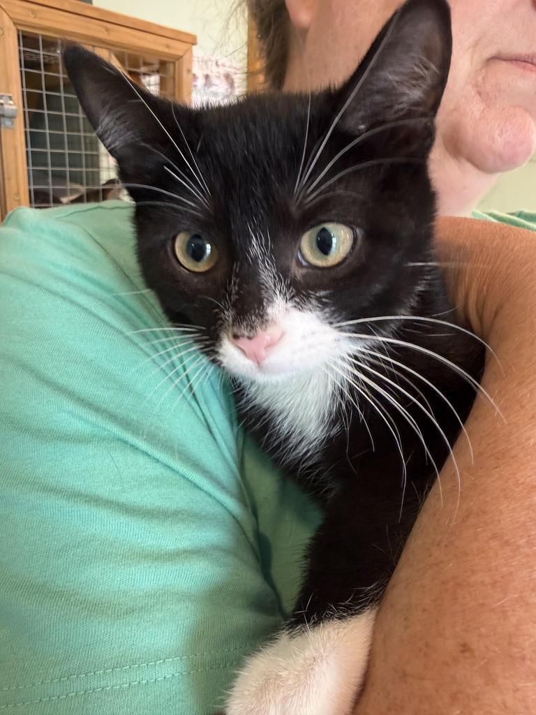 Americus, Adoptable, Kitten Female Domestic Short Hair.