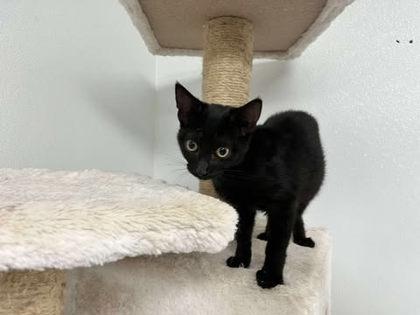 Roschelle, Adoptable, Young Female Domestic Short Hair & Domestic Short Hair.