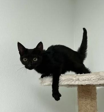 Roschelle, Adoptable, Young Female Domestic Short Hair & Domestic Short Hair.