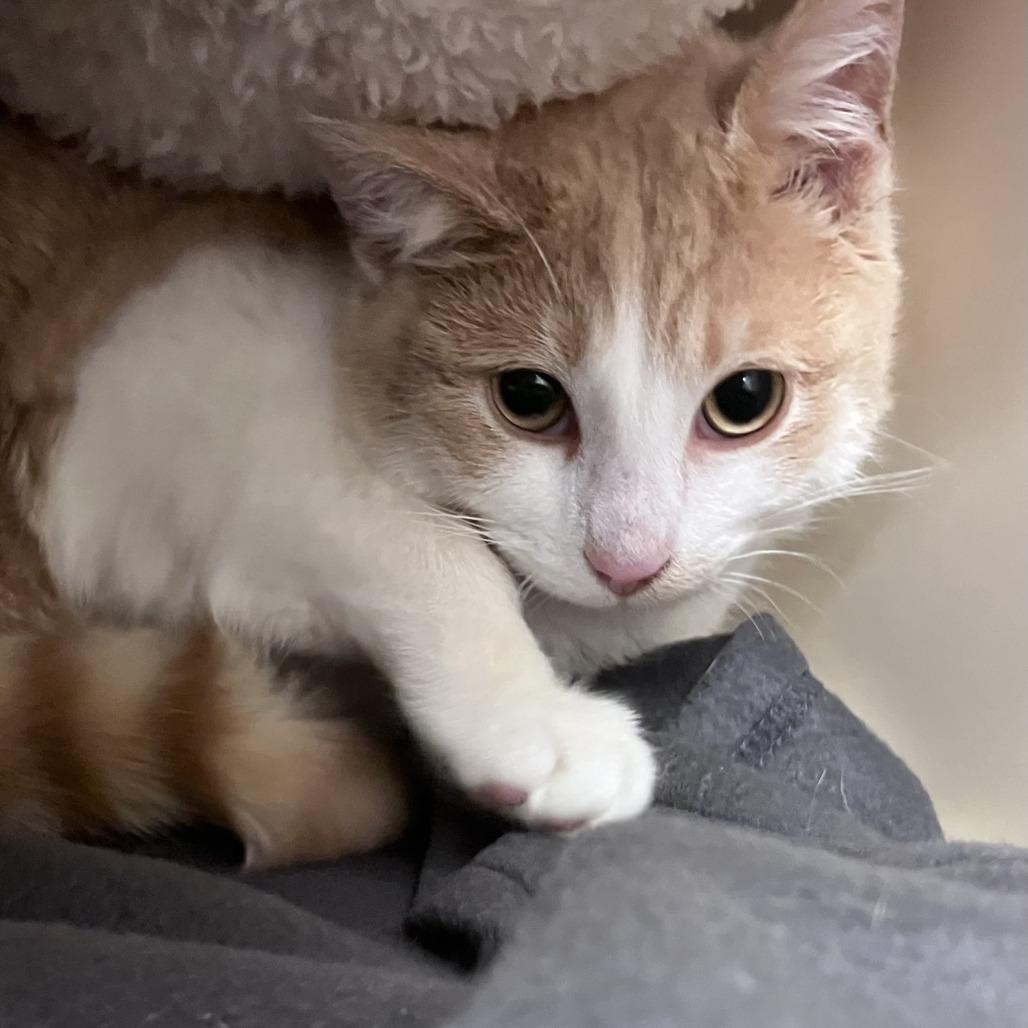 Willard Moe — thumbnail 3