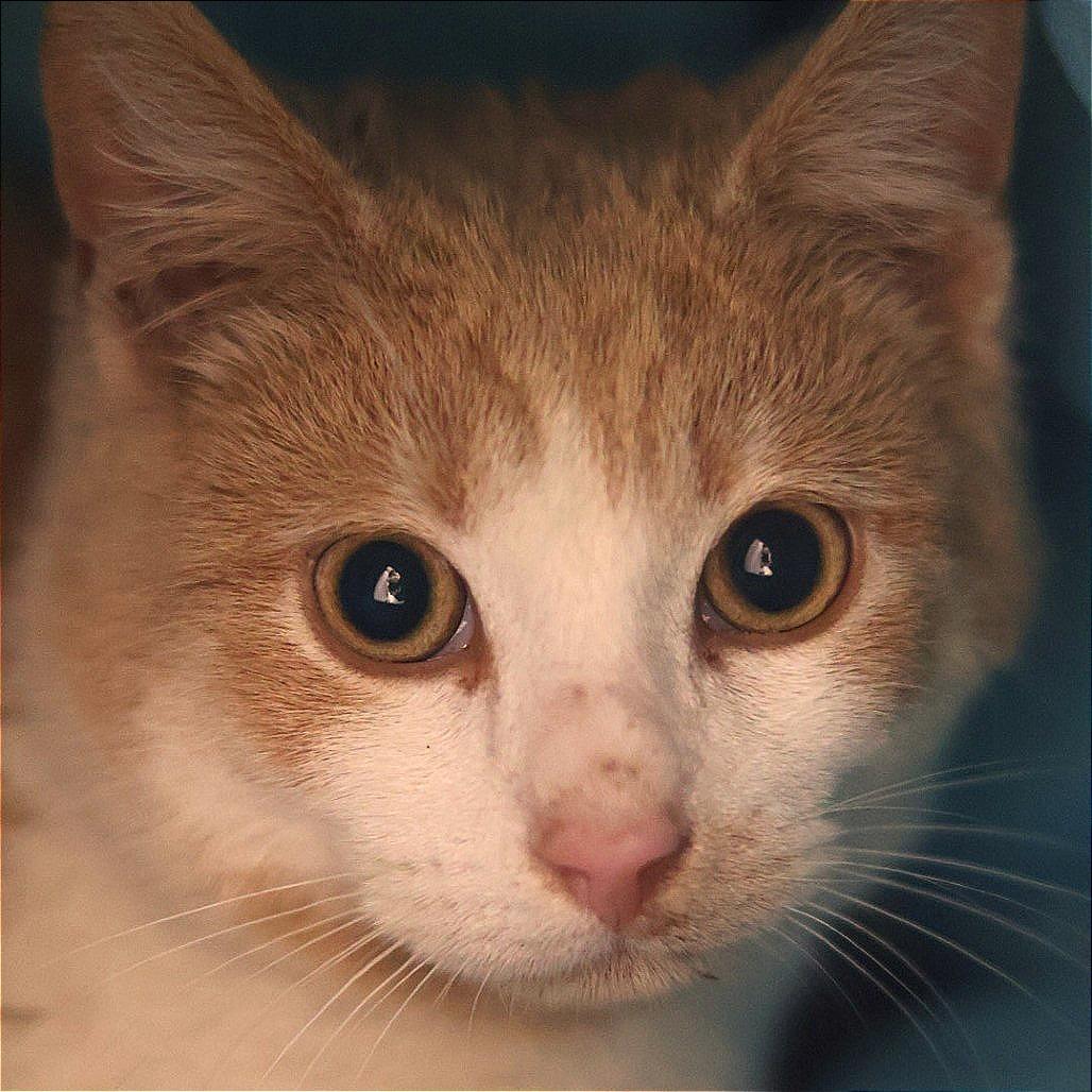 Willard Moe — thumbnail 4