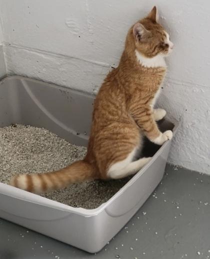 Fletcher $75 -Fostered, Blind - INSIDE ONLY, Adoptable, Young Male Domestic Short Hair & Domestic Short Hair.