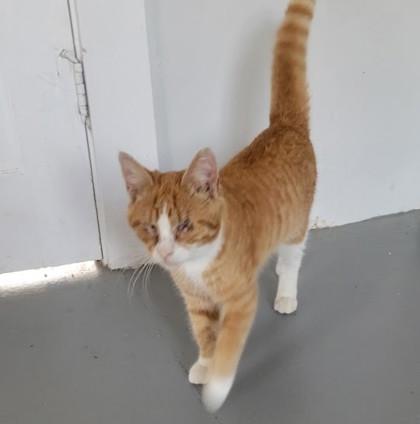 Enlarge Fletcher $75 -Fostered, Blind - INSIDE ONLY, a Adoptable mixed breed in Seneca, SC image 2/2