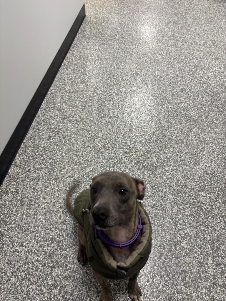 Zoomie, Adoptable, Adult Male Italian Greyhound & Whippet.