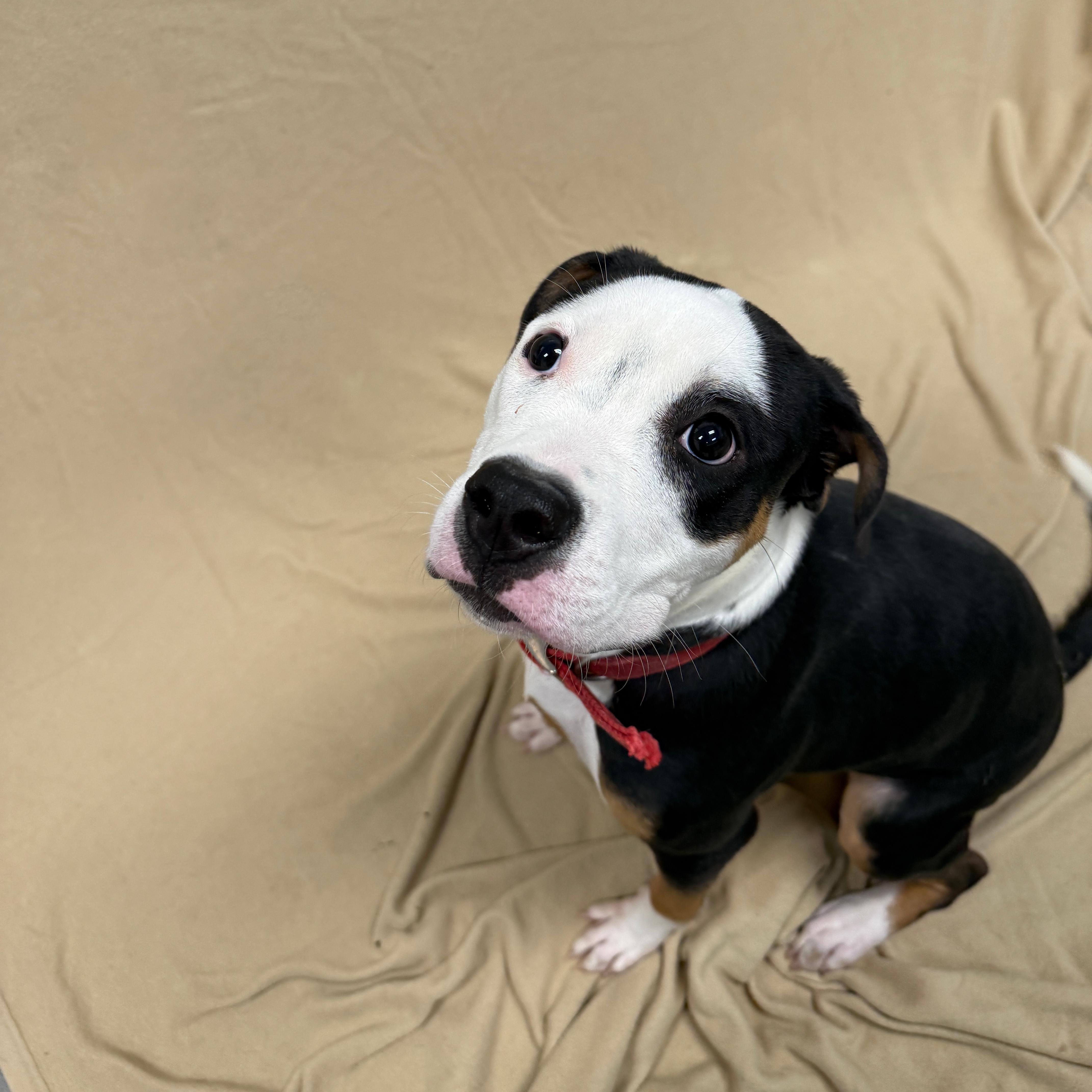 Enlarge Buttercup, a ADOPTABLE Pit Bull Terrier in Urbana, IL image 2/3