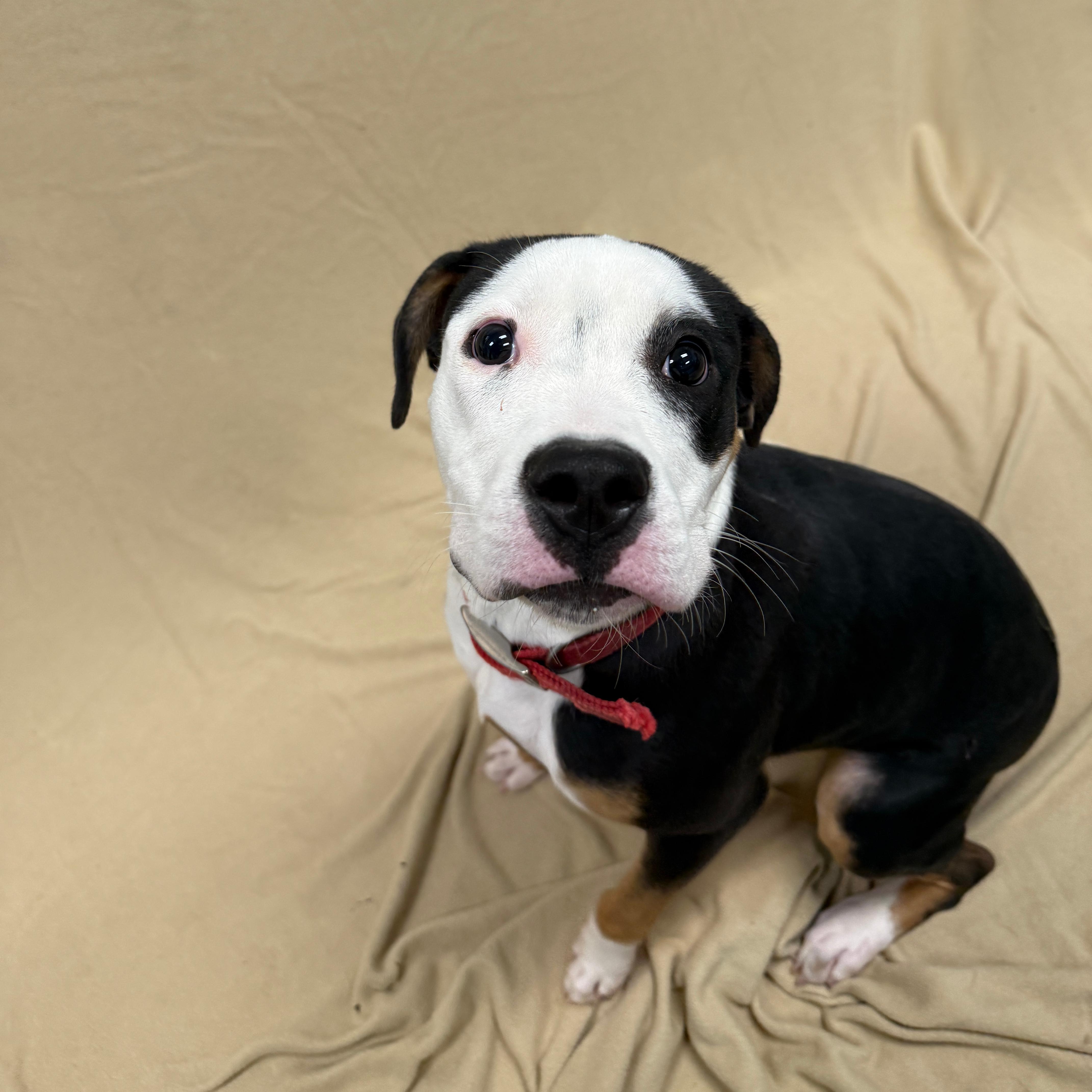 Enlarge Buttercup, a ADOPTABLE Pit Bull Terrier in Urbana, IL image 1/3