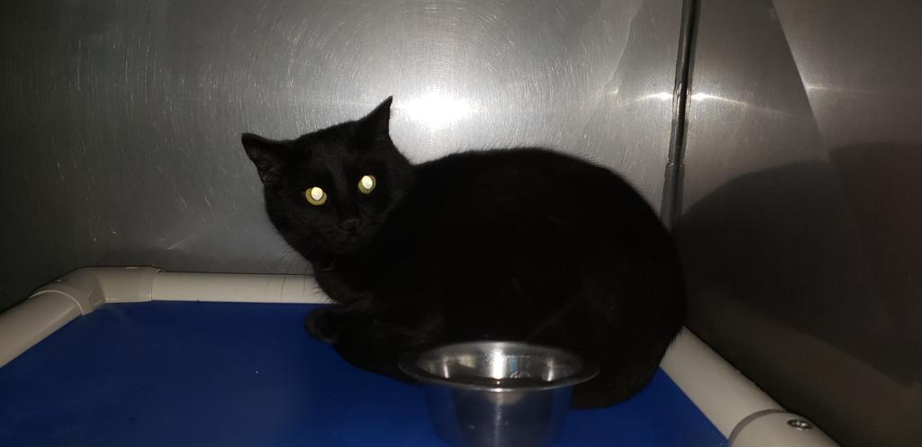Enlarge Roma, a Adopted mixed breed in Virginia, MN image 2/4