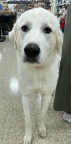 Noah, Adoptable, Young Male Great Pyrenees.