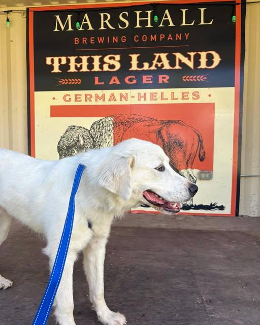 Enlarge Noah, a Adoptable mixed breed in Tulsa, OK image 2/2