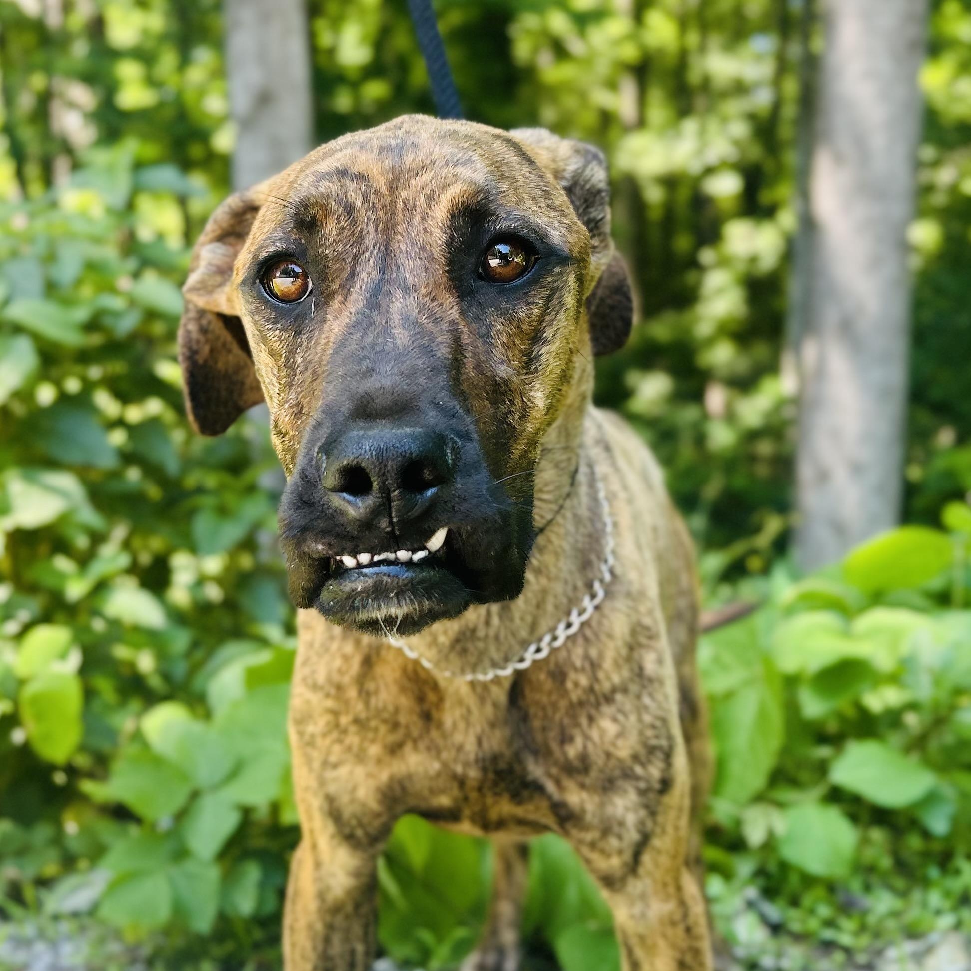 Enlarge Izzy, a ADOPTABLE mixed breed in Cedarburg, WI image 1/4