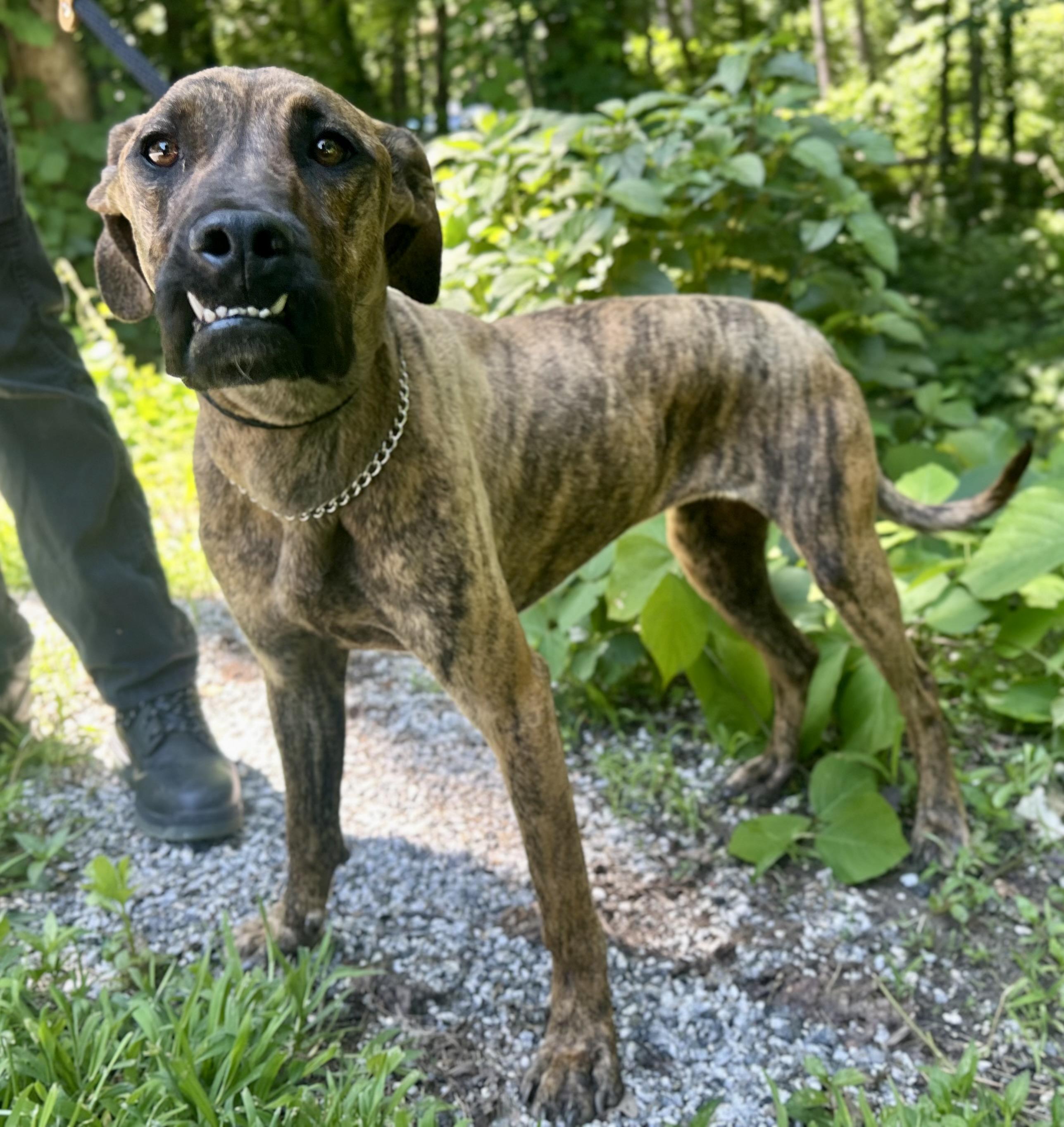 Enlarge Izzy, a ADOPTABLE mixed breed in Cedarburg, WI image 3/4