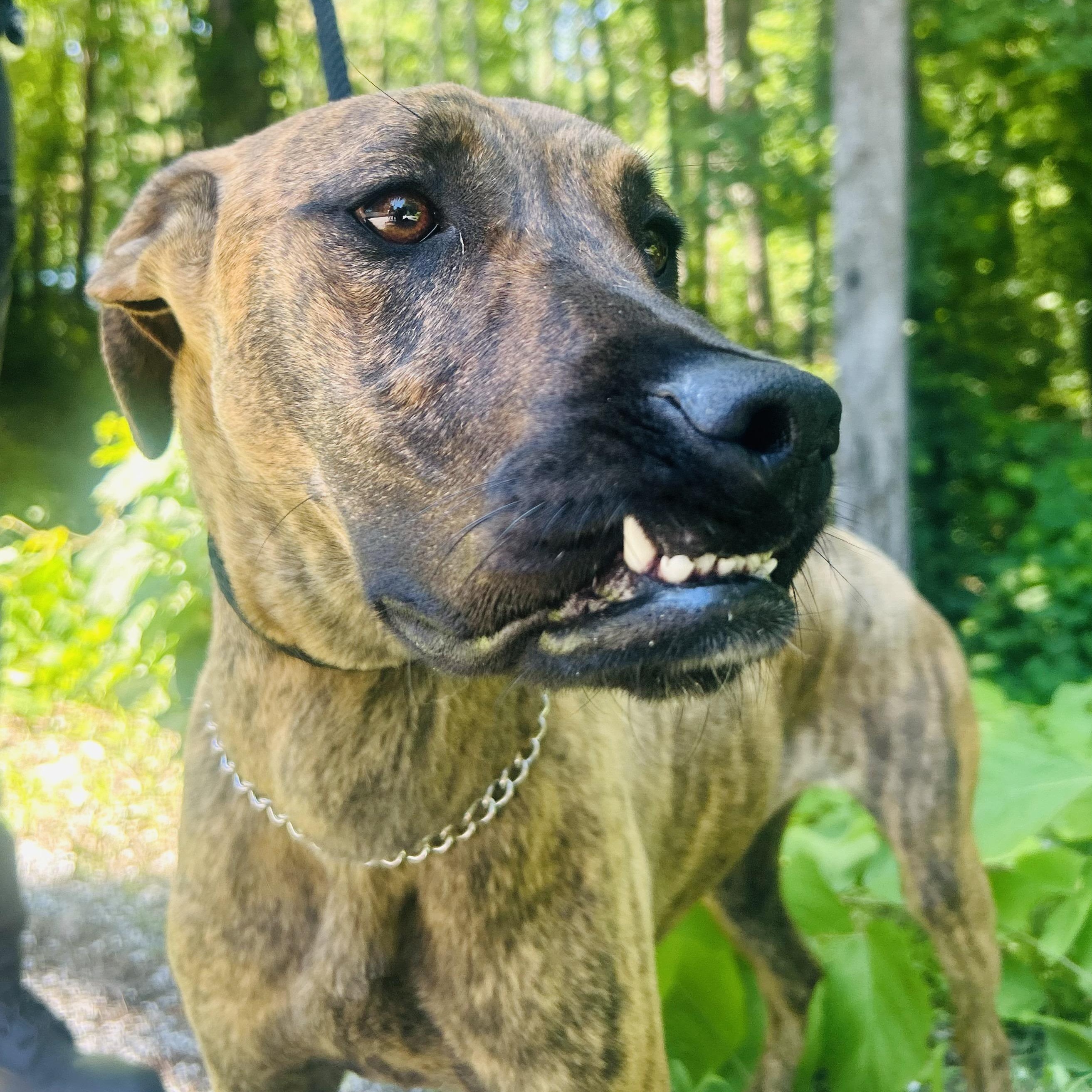 Enlarge Izzy, a ADOPTABLE mixed breed in Cedarburg, WI image 4/4