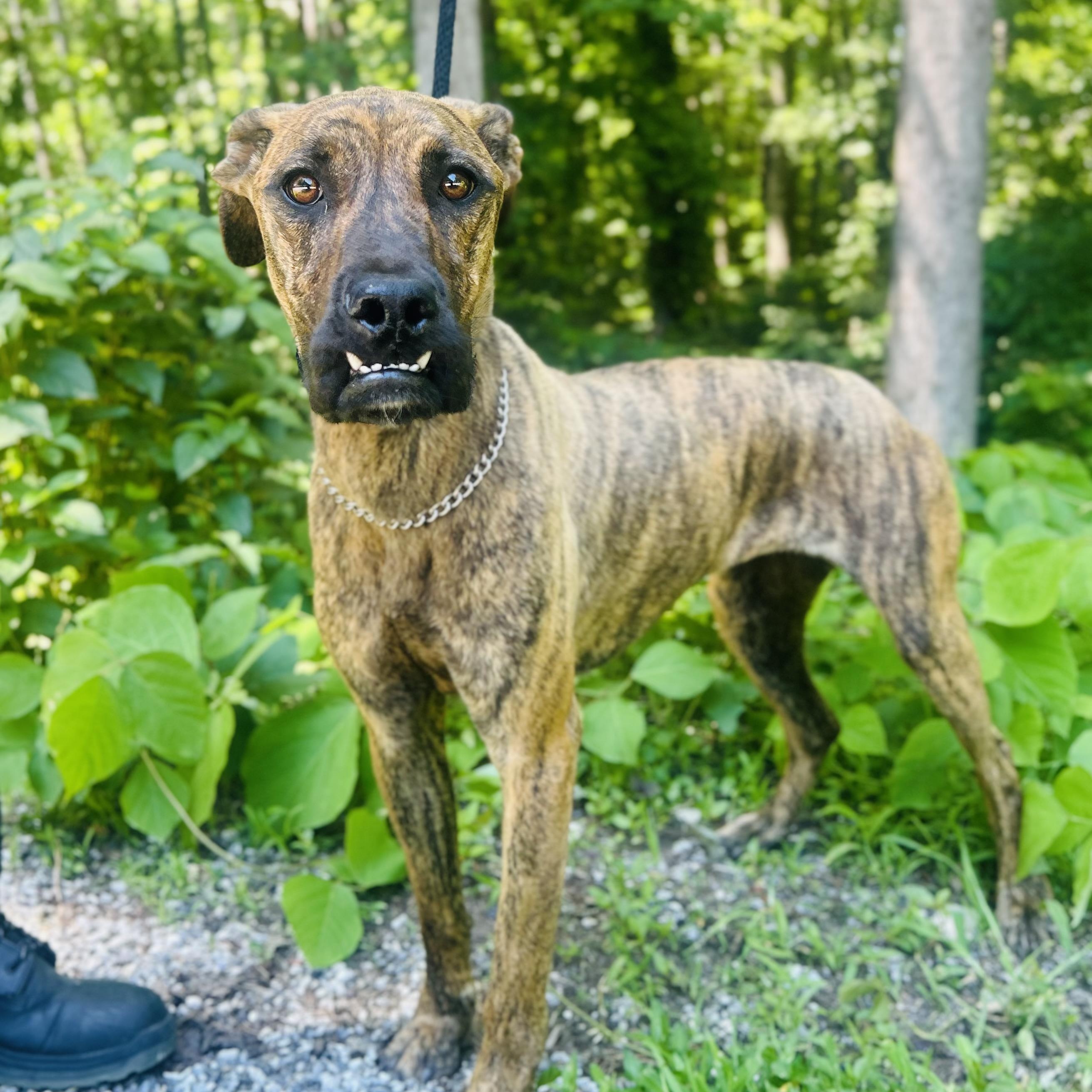 Enlarge Izzy, a ADOPTABLE mixed breed in Cedarburg, WI image 2/4