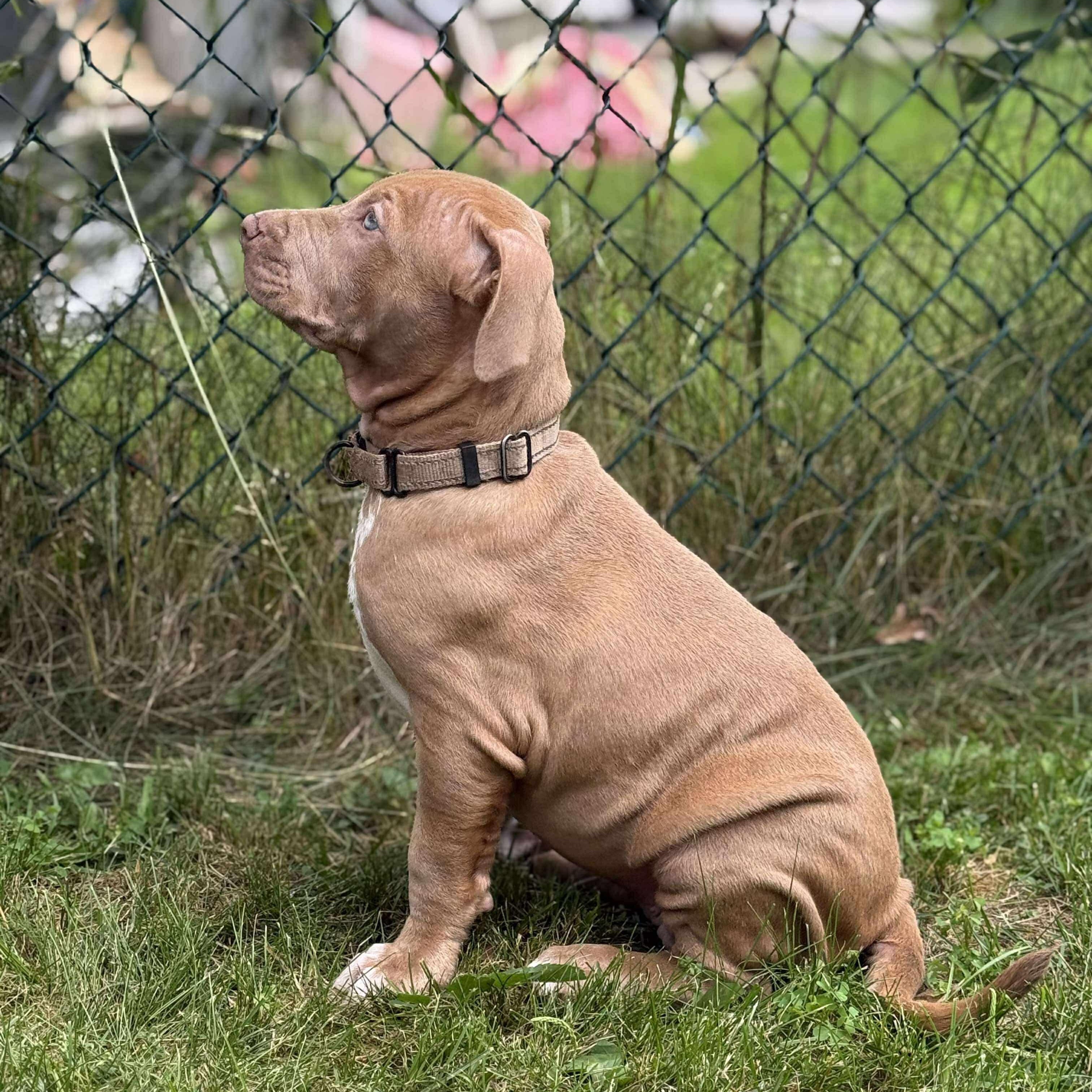 Harper, Baby Female Bulldog