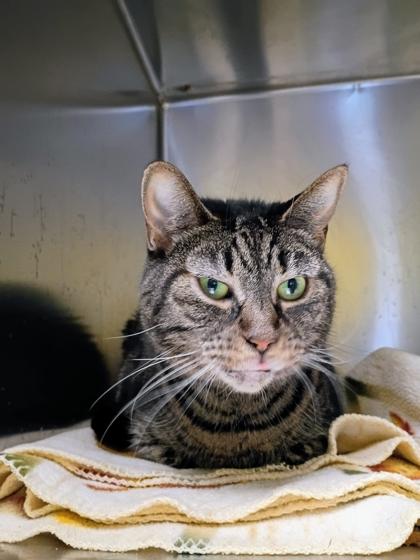 Phoebe, Adoptable, Adult Female Domestic Short Hair & Domestic Short Hair.