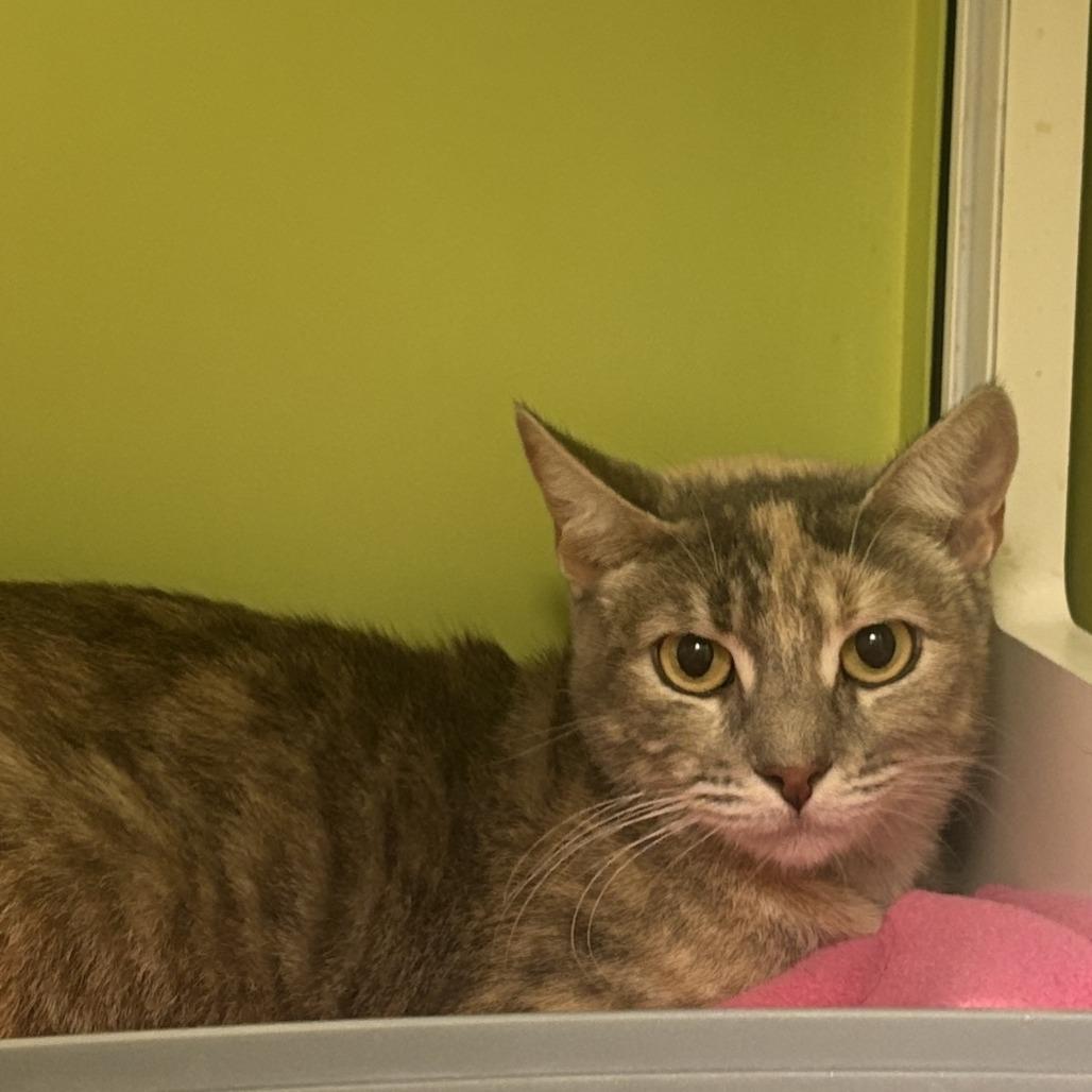 Sizzle, Adoptable, Adult Female Domestic Short Hair.