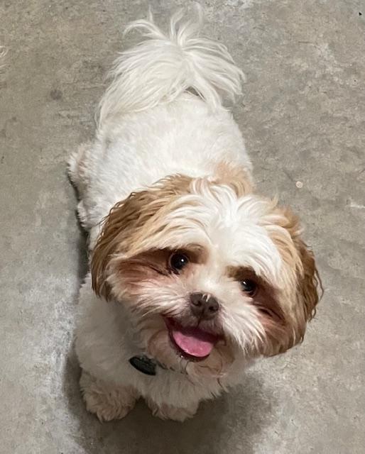 Asher and Sophie, Adopted, Adult Male Shih Tzu.