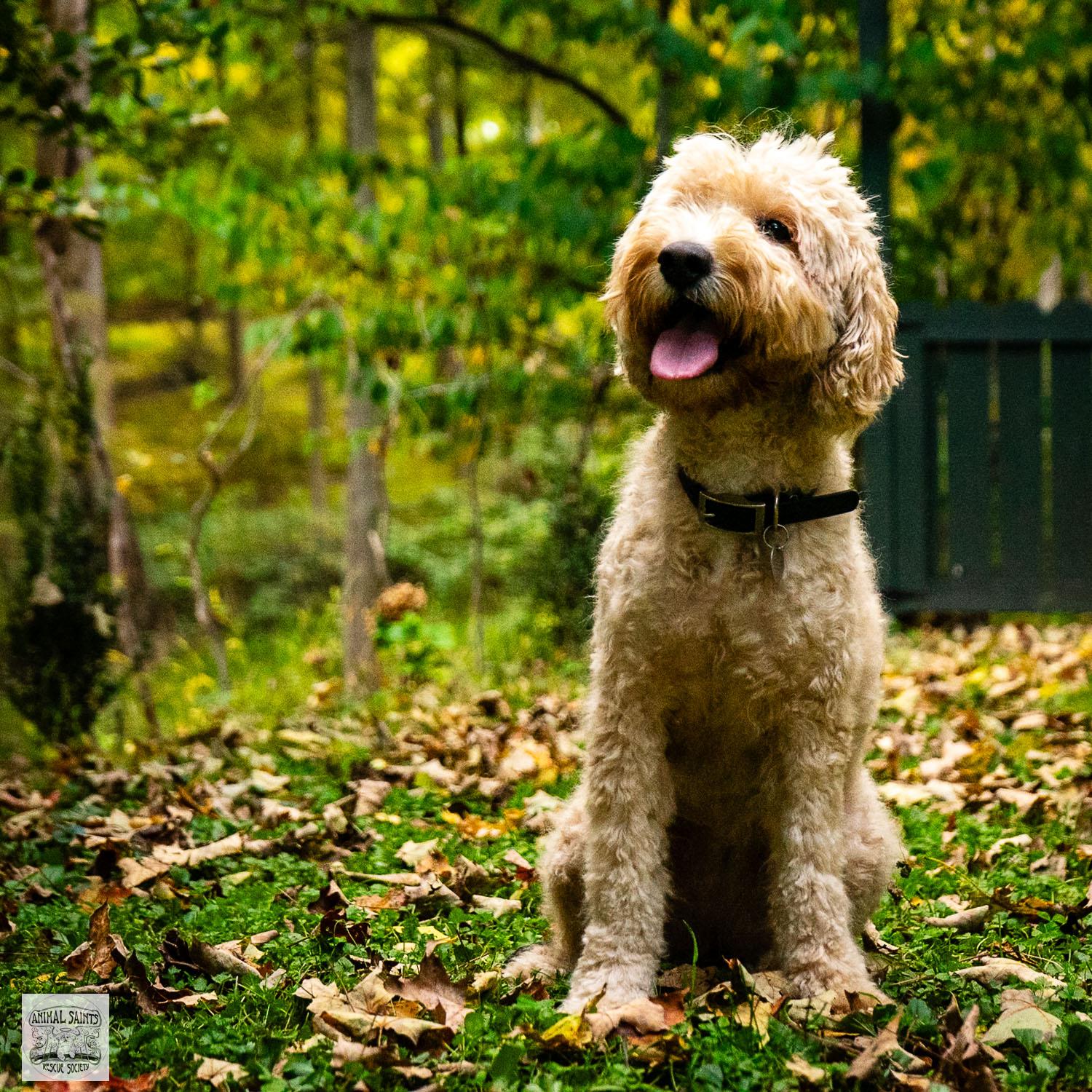 Rosie, an adoptable Labradoodle, Goldendoodle in Fort Montgomery, NY, 10922 | Photo Image 4