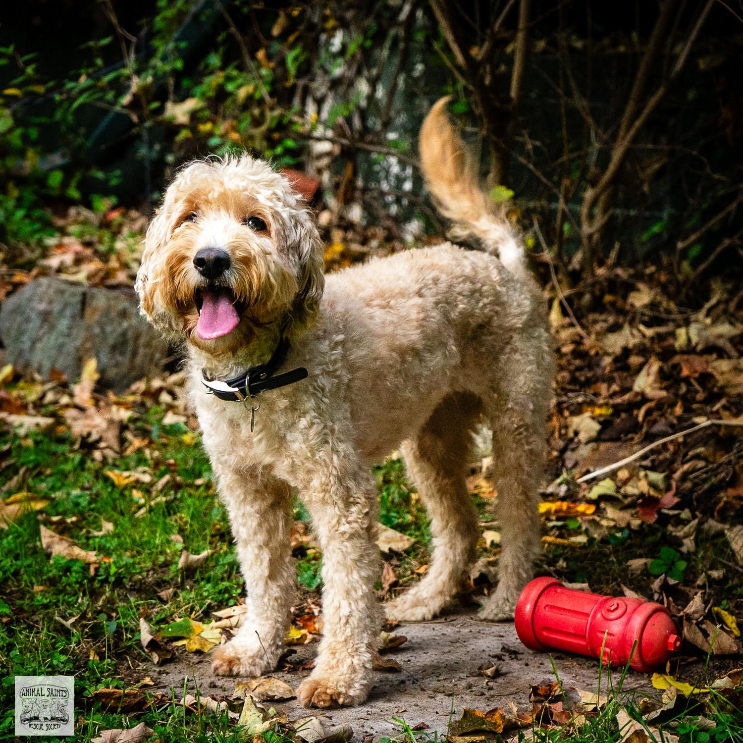Rosie, an adoptable Labradoodle, Goldendoodle in Fort Montgomery, NY, 10922 | Photo Image 5