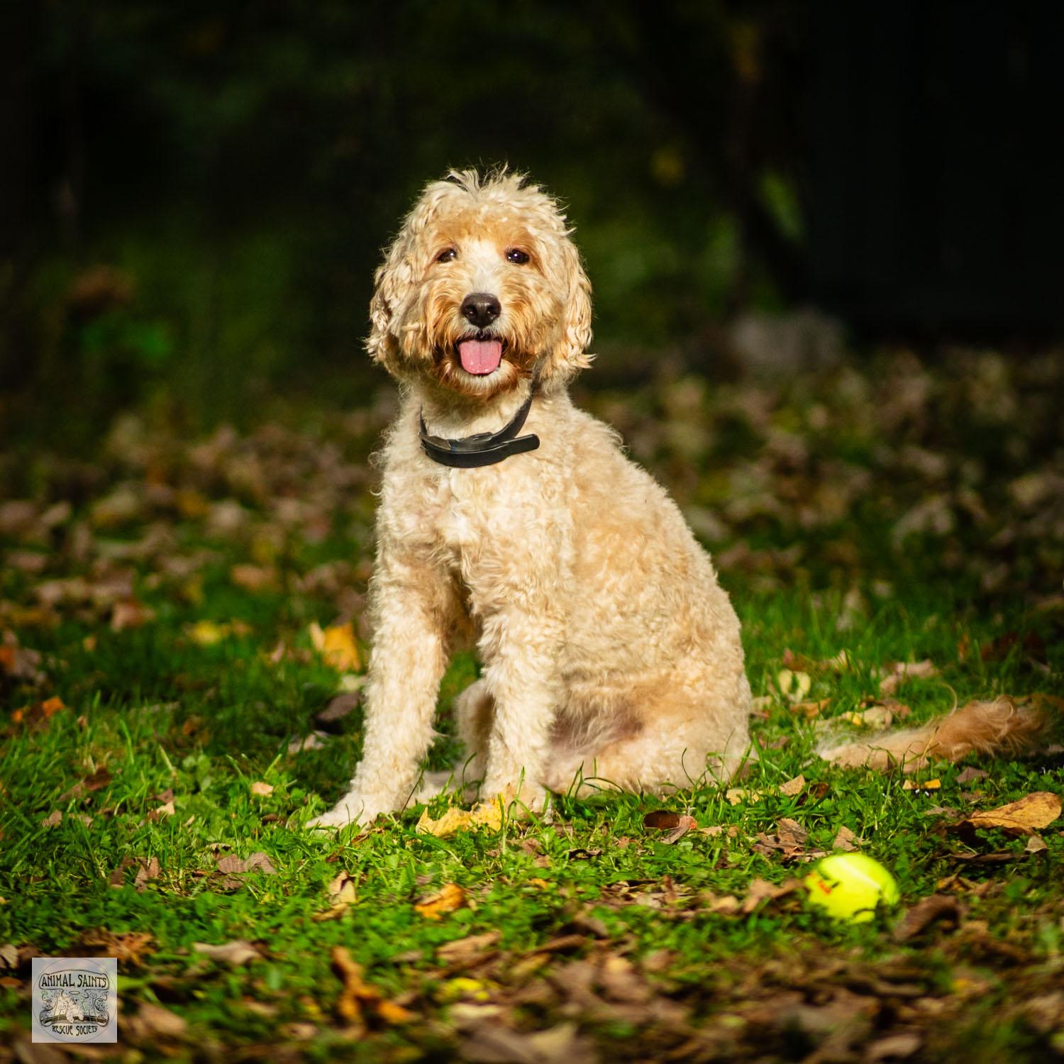 Rosie, an adoptable Labradoodle, Goldendoodle in Fort Montgomery, NY, 10922 | Photo Image 2