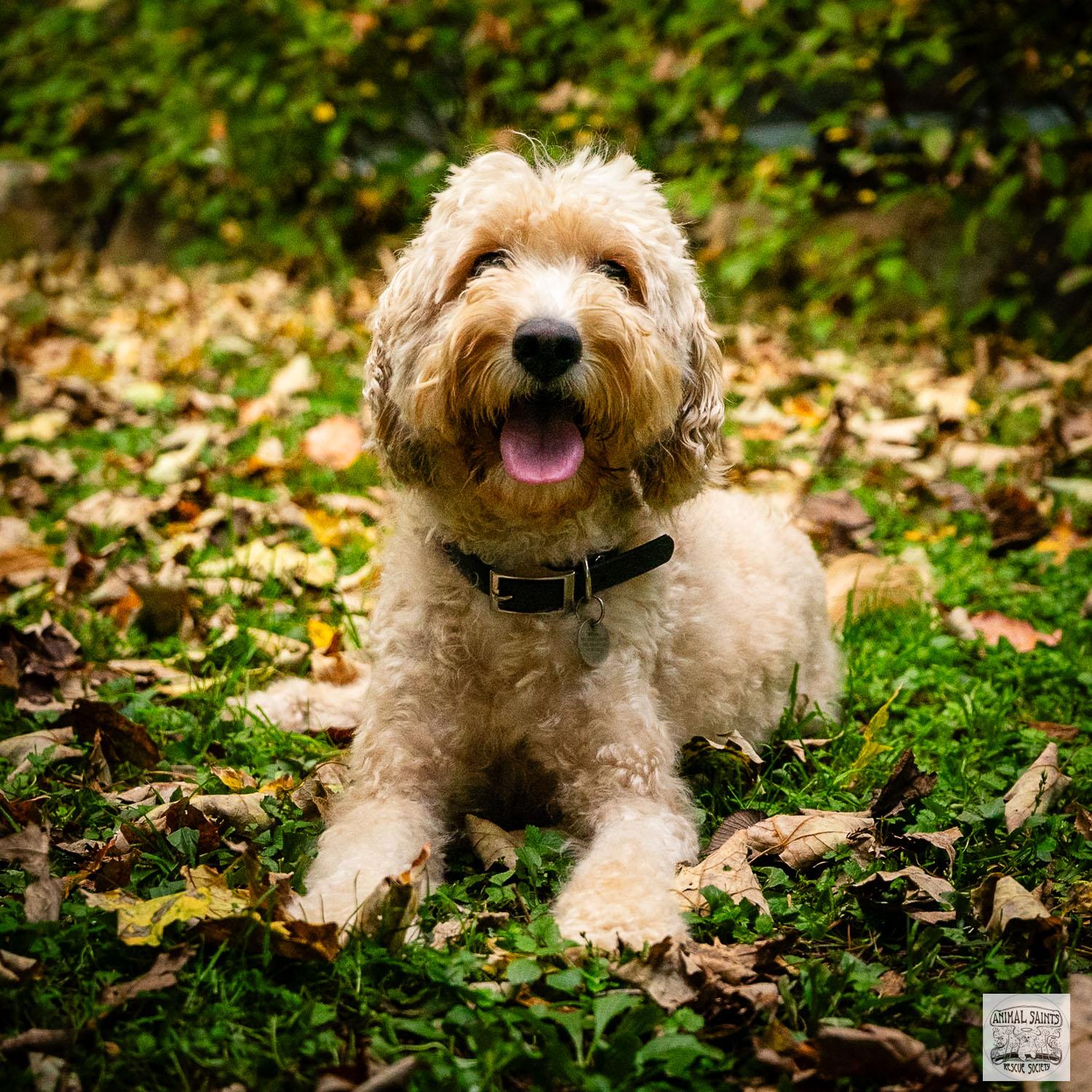 Rosie, an adoptable Labradoodle, Goldendoodle in Fort Montgomery, NY, 10922 | Photo Image 3
