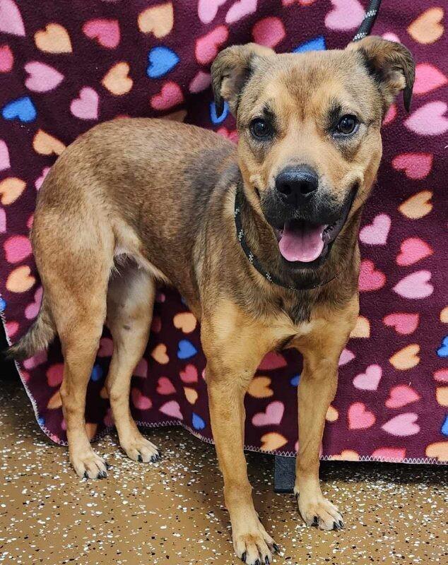 Enlarge Butterscotch, a Adoptable Mixed Breed in Jackson, TN image 1/4