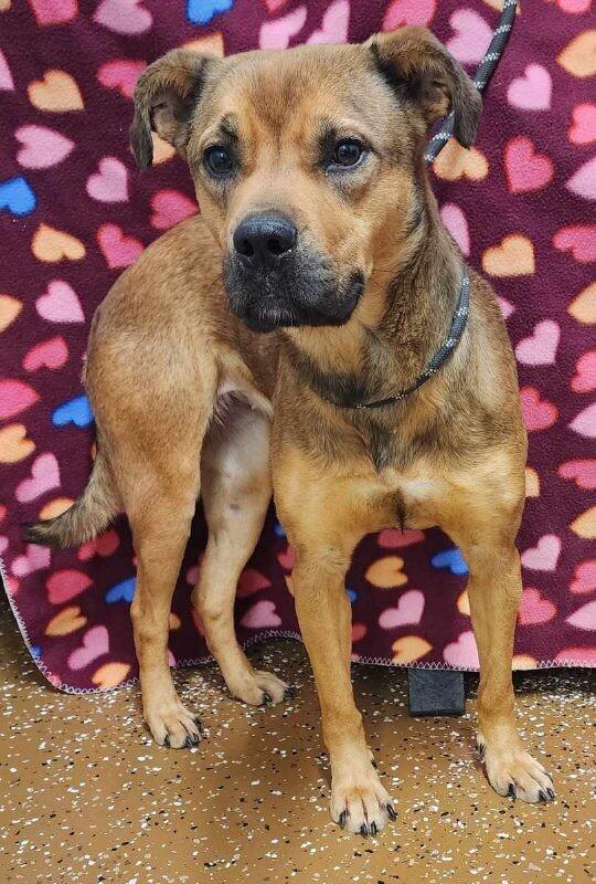 Enlarge Butterscotch, a Adoptable Mixed Breed in Jackson, TN image 2/4