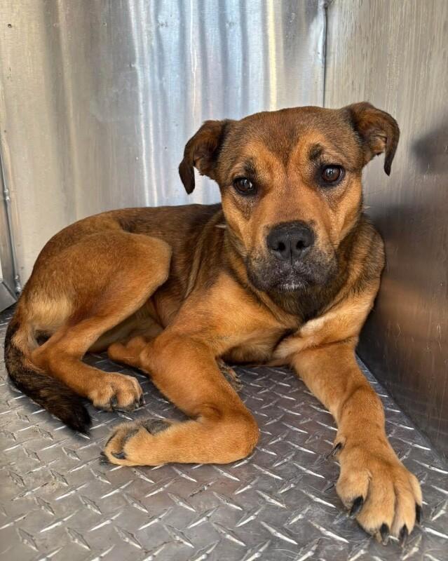 Enlarge Butterscotch, a Adoptable Mixed Breed in Jackson, TN image 3/4