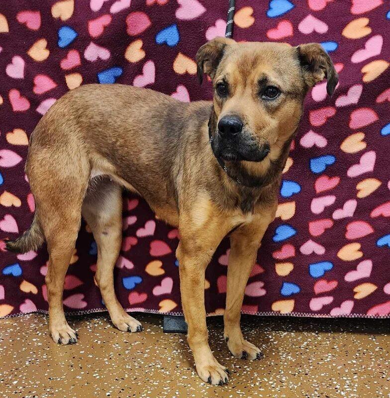 Enlarge Butterscotch, a Adoptable Mixed Breed in Jackson, TN image 4/4