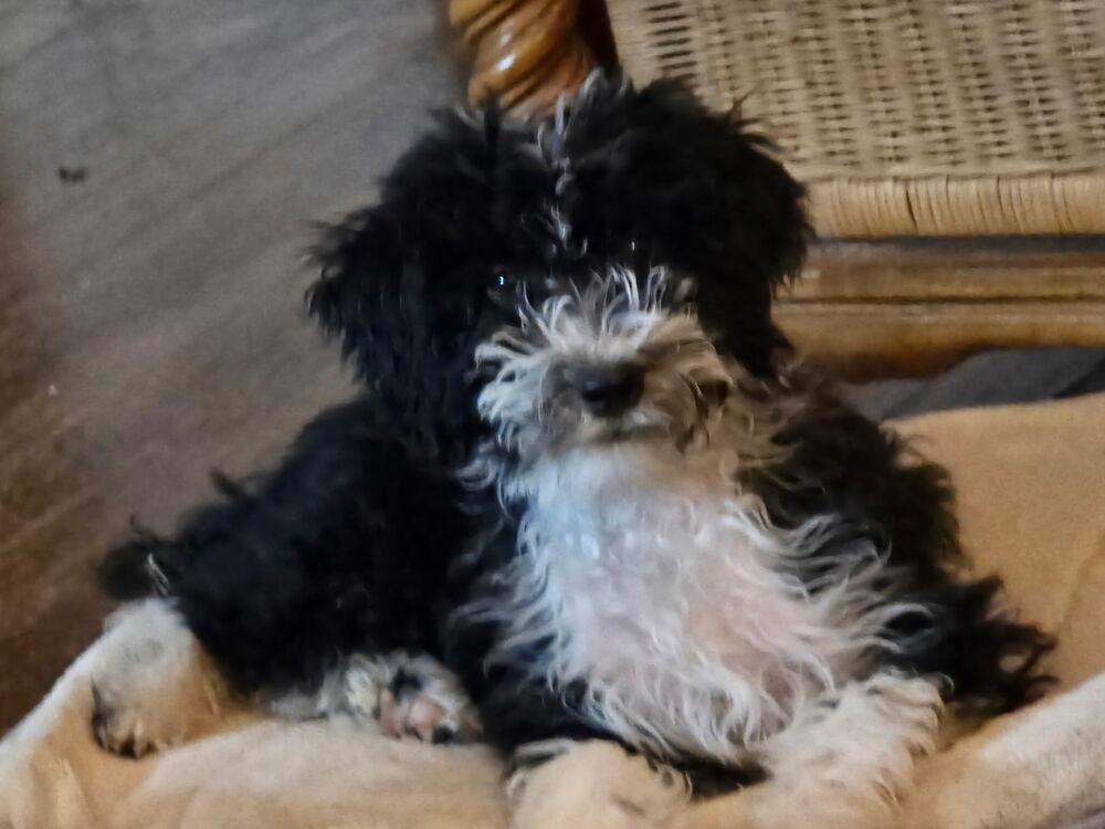 Skipper, Adoptable, Puppy Male Aussiedoodle.