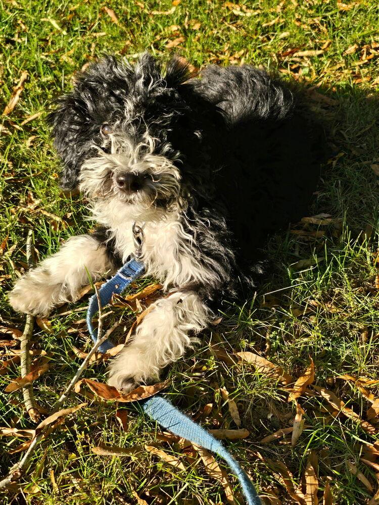 Enlarge Skipper, a Adoptable mixed breed in Mooresville, NC image 2/5