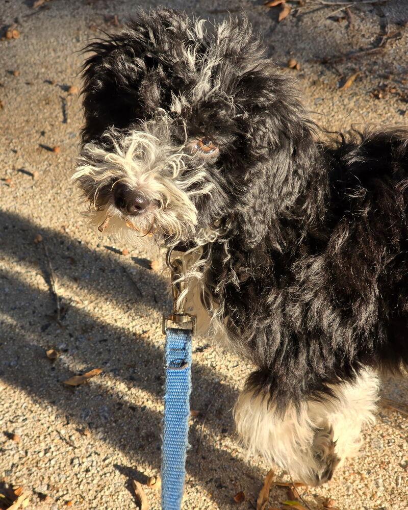 Enlarge Skipper, a Adoptable mixed breed in Mooresville, NC image 5/5