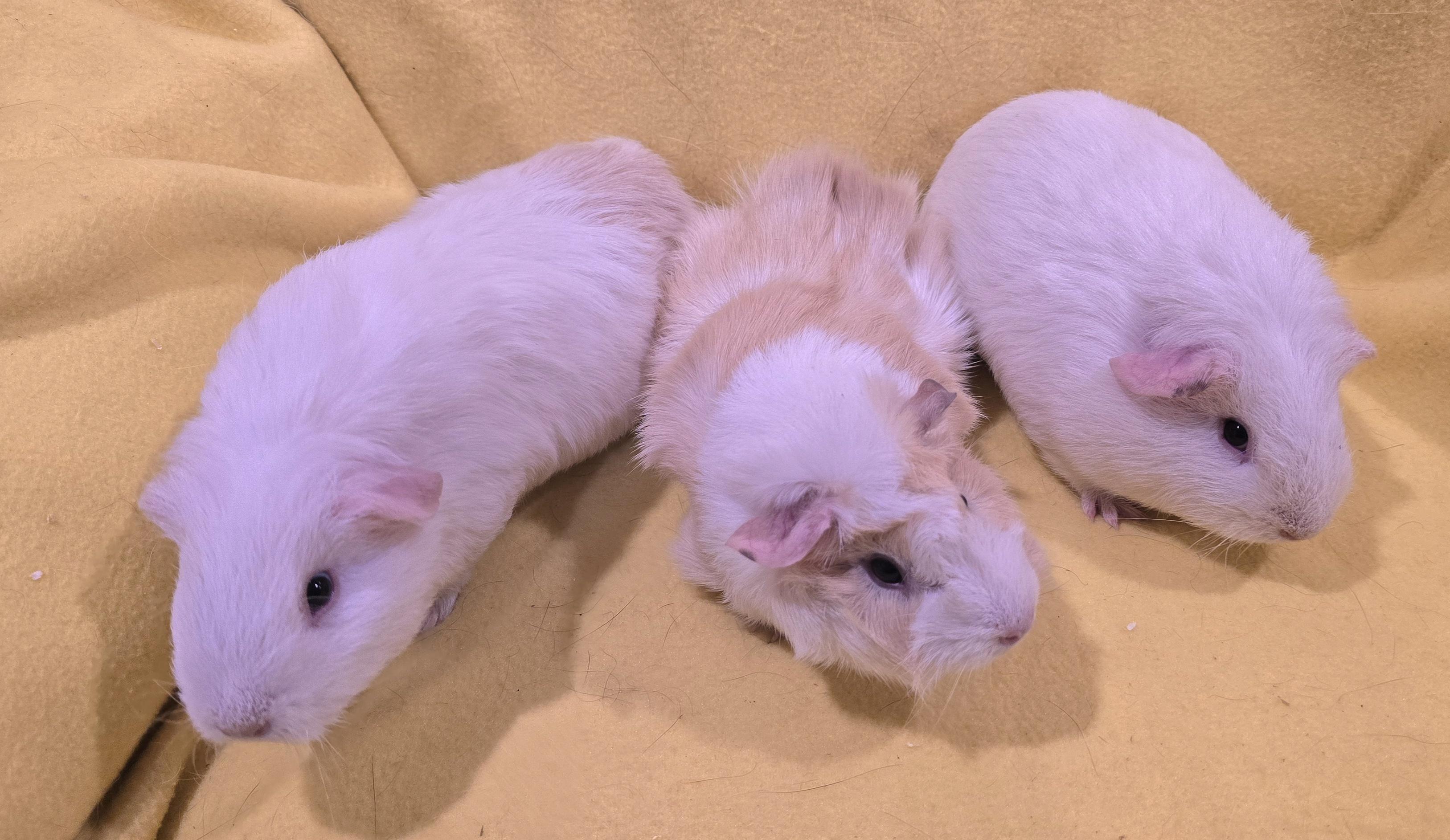 Diamond, Opal and Pearl, Adoptable, Young Female Guinea Pig.