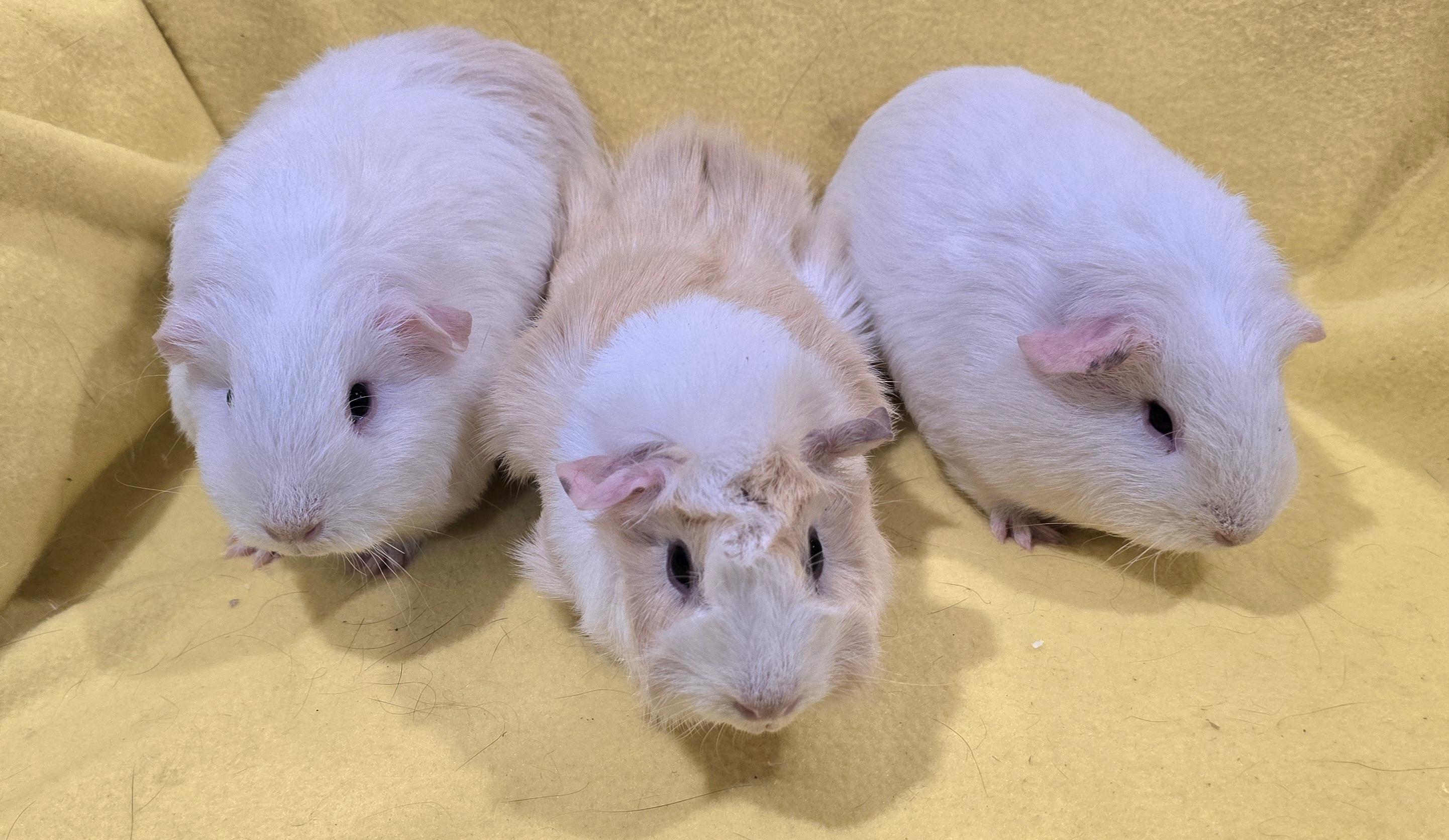 Enlarge Diamond, Opal and Pearl, a Adoptable Guinea Pig in New Kensington, PA image 2/3