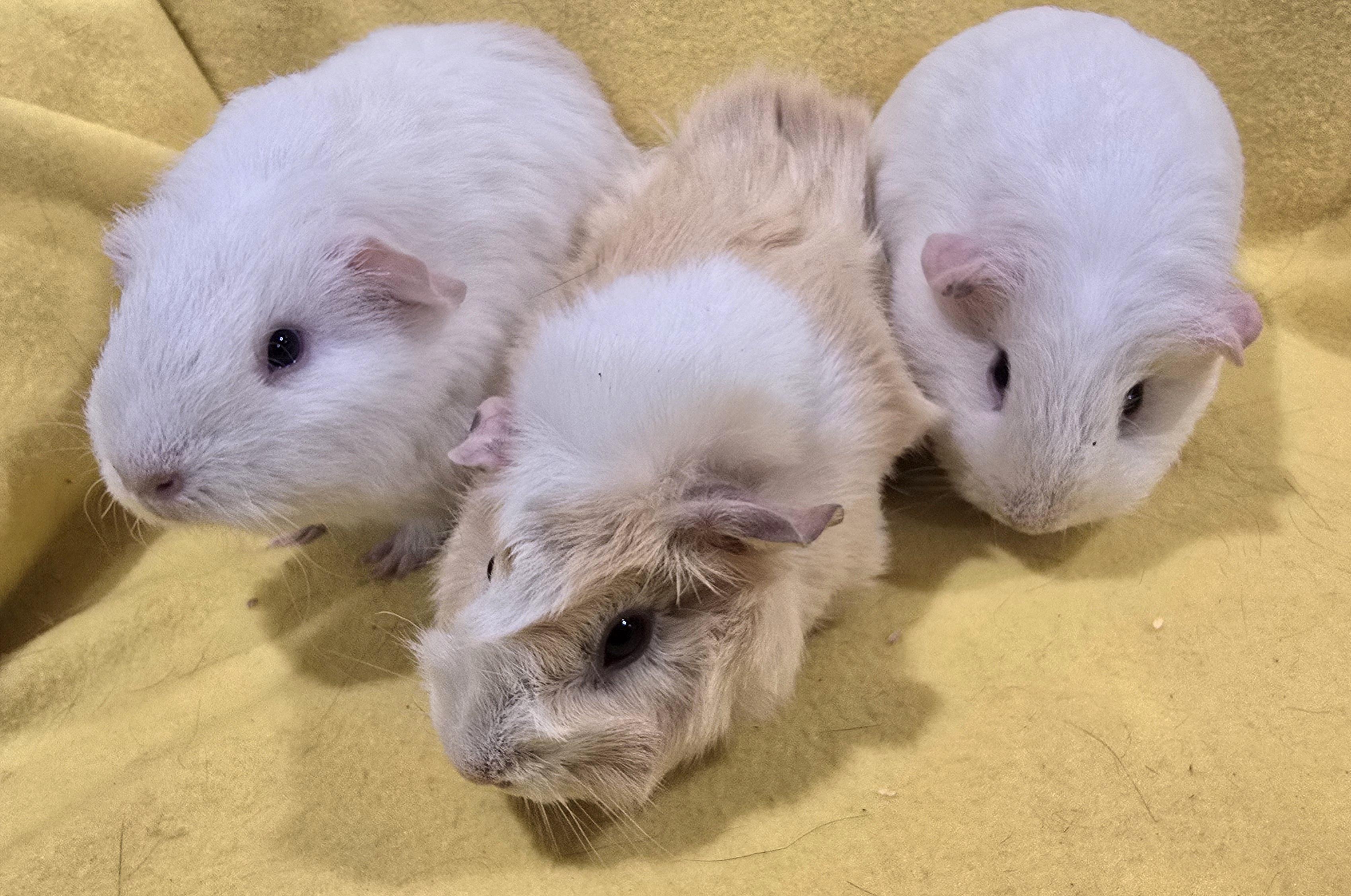 Enlarge Diamond, Opal and Pearl, a Adoptable Guinea Pig in New Kensington, PA image 3/3