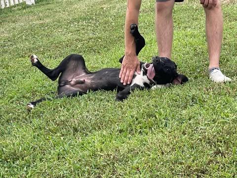 Enlarge Dribble, an adopted mixed breed in Pittsburgh, PA image 2/6